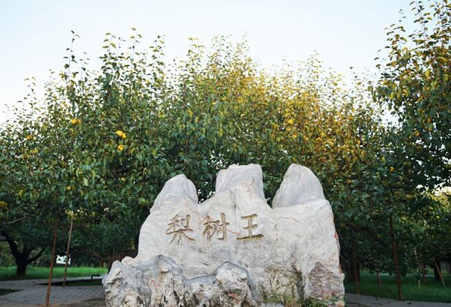 砀山,乡村,旅游,热了,“,人气,”,赚了,财气, . 砀山乡村旅游  热了“人气”赚了“财气”